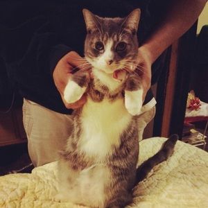 Meet your Posher, Miso